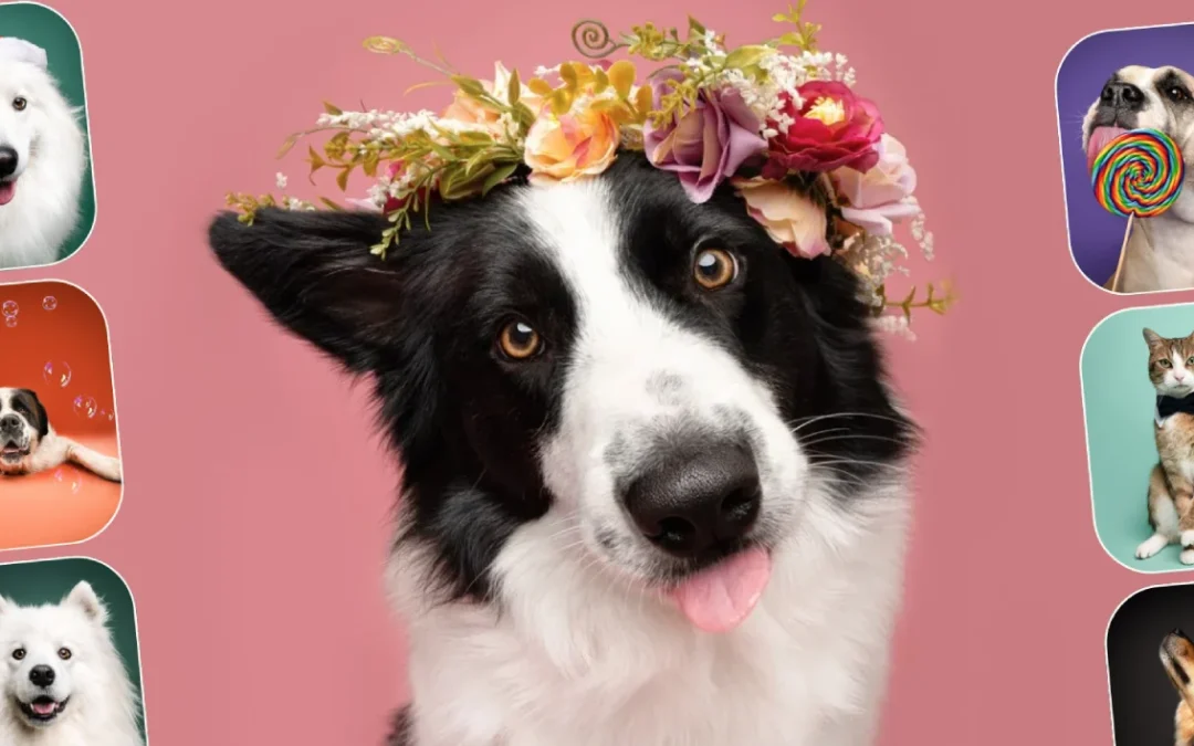 Site Internet pour Photographe Chiens et Chats